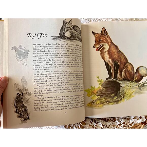 Vintage 1966, Album of North American Animals, Illustrated by Clark Bronson - Picture 4 of 7